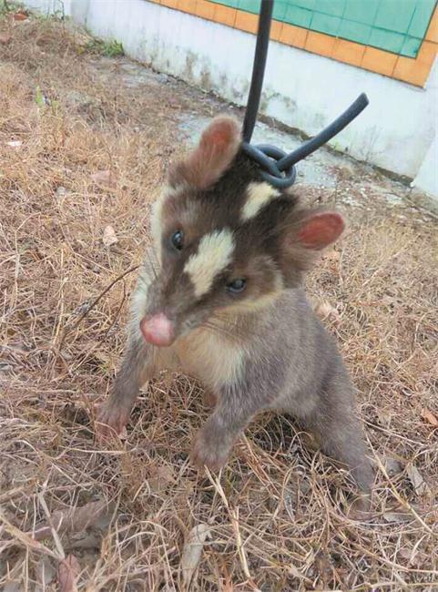 湖北现鼬獾鼻子像猪脸像鼠 被咬或危及生命(图)