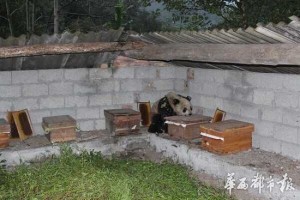 大熊猫下山狂吃10多箱蜂蜜 下午吃到晚上(组图)