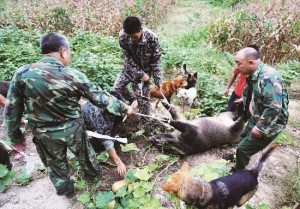 湖北十堰野猪下山疯狂抢粮 警方3天击毙14头(图)