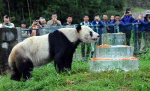 全球最老大熊猫30大寿 圈养猫熊4分之1是他生的