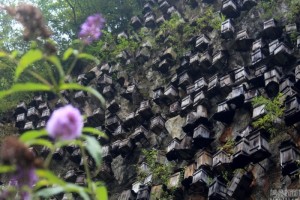 湖北神农架奇观：绝壁悬数百蜂箱 吸引野蜂安家