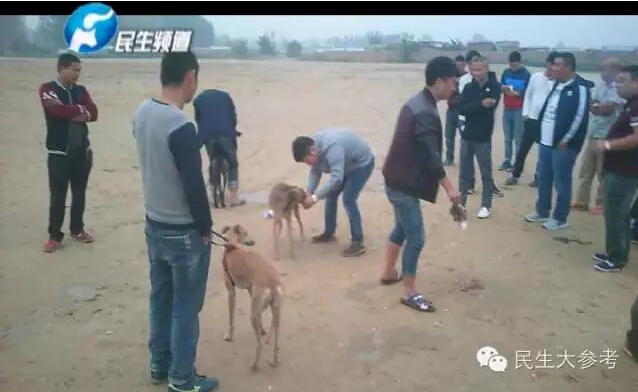 郑州现"狗兔赛跑"赌局 兔子当场被猎狗撕两半(图)