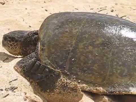 東京都のヒデ鍼灸院|美容鍼灸と鍼灸治療