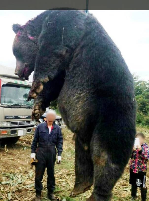 吓死：3米高巨熊闯入农场被射杀 冬眠前狂吞暴食