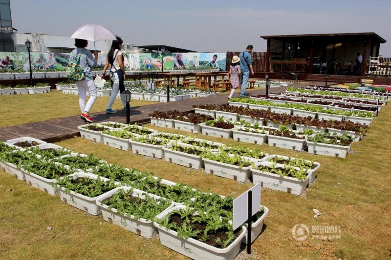 武汉一屋顶建起"天空农场" 都市人上房忙摘菜(图)