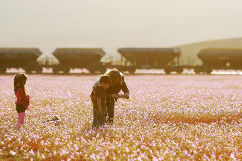 世界最干燥沙漠大雨过后 花开遍地(高清组图)