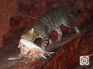 捕杀200万野猫？澳大利亚官方：望理解(组图)