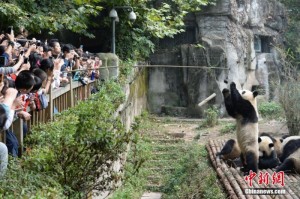 萌爆了！四川大熊猫“叠罗汉”领食物(组图)