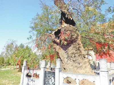 河南2700余岁古槐深夜起火烧成中空 原因不明(图)