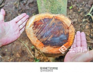 中科院热带植物园黄花梨被盗 价值百万元(组图)