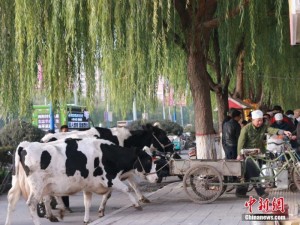 甘肃农民闹市区现挤现卖牛奶 群众排队购买(组图)