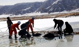 青海22头牦牛饮水坠入湖成冰牛 牧民不知所措(图)