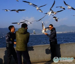 游客在昆明“虐鸥” 抓住海鸥自拍留影(高清组图)