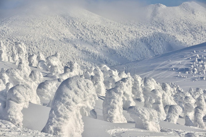 上万个“雪人”现身日本1500米高山 场景壮观(图)