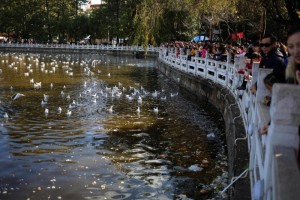 昆明游客扎堆喂鸥 翠湖遭“垃圾危机”(高清组图)