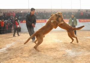 山西运城办犬王争霸赛 猛犬互撕如搏击对决(组图)