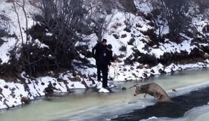 鹿陷冰河命悬一线 美警伸暖手绝地救援(文/视频)