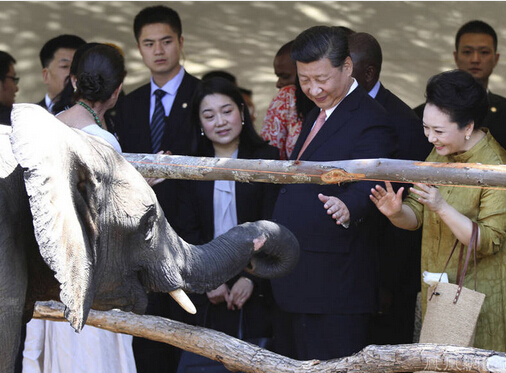 温馨一幕！ 习近平彭丽媛给大象喂食(组图)