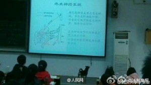 武汉大学"学霸狗"走红 坐教室内认真学习(组图)