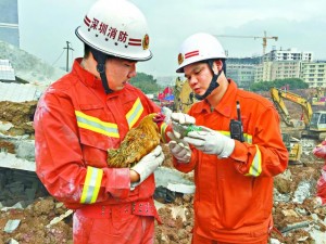 深圳宣传“生还鸡” 网民：恶心，快救人