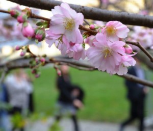 暖冬来临：柏林樱花开 莫斯科罕见不降雪