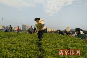 深圳四百亩菜地成临时堆土场 路人哄抢蔬菜(图)