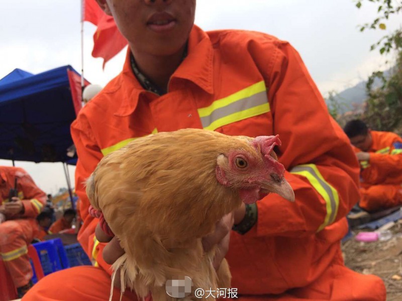 深圳滑坡现场救援队救出一只鸡 要当希望养起来