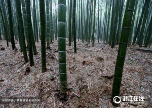 杭州：200亩竹园遭市民挖笋 现场如被炮轰过(图)