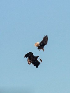 美国两只秃鹰空中激战抢夺土拨鼠(高清组图)