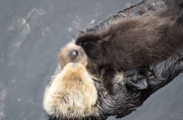 美国水族馆母海獭紧抱幼崽水面漂浮  画面超有爱