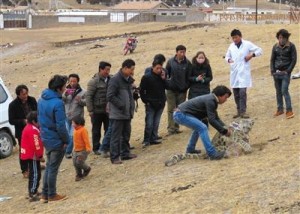 牧民路遇受伤雪豹 带回狗圈疗伤后放其归山(组图)