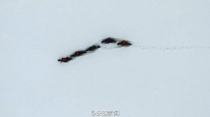 新疆阿勒泰连续降雪14天 马儿成了“潜雪艇”(图)