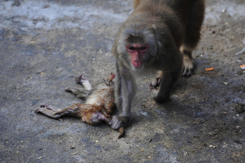 福州动物园小猕猴夭折 母猴寸步不离依旧喂奶(图)