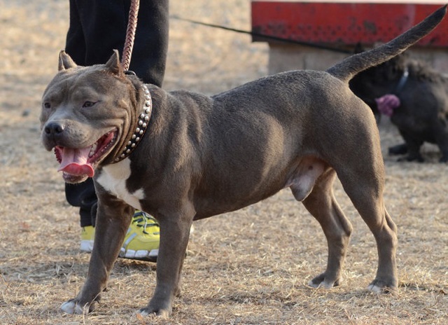 新年悲剧 男子遭女友爱犬活活咬死(多图)