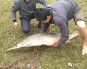 男子湖里钓90斤重"淡水鱼杀手"鳄雀鳝 有剧毒(图)