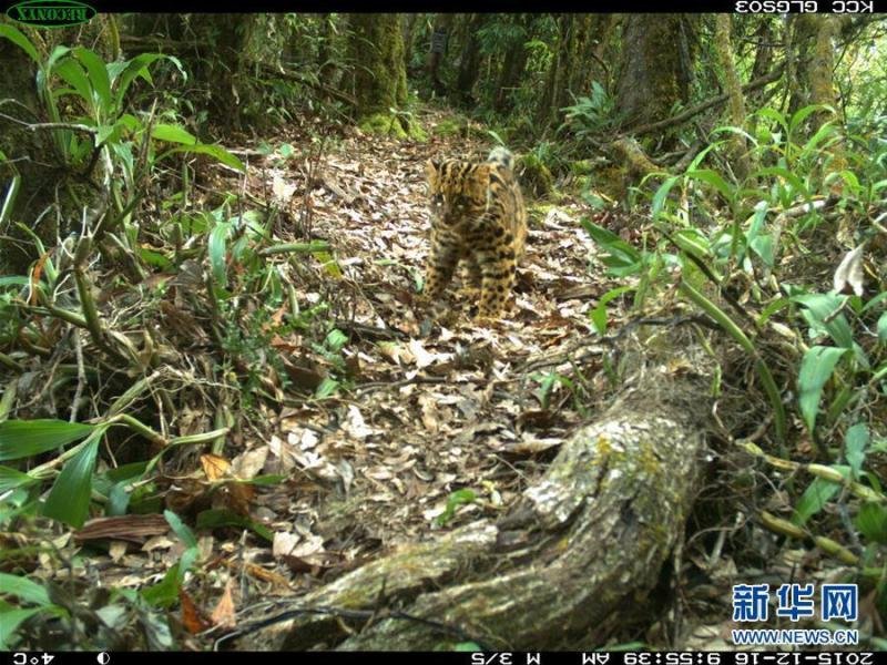 云南再现珍稀动物云猫 像猫像狗又像虎(高清组图)