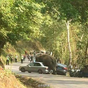 西双版纳野象路边“玩”车 14辆汽车被损坏(组图)