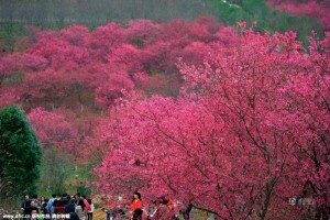 南方花开！广东韶关樱花绽放如粉红仙境(高清图)