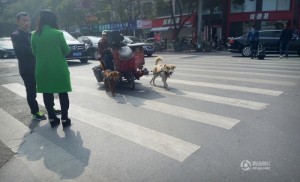 浙江:老年夫妇自驾改装狗拉车上路引围观(高清图)