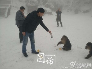 峨眉山受伤猴王恢复活力 现场与母猴交配(组图)