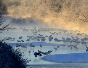 大冷天的北海道美呆了 "鹤舞寒天"造梦幻奇景(图)