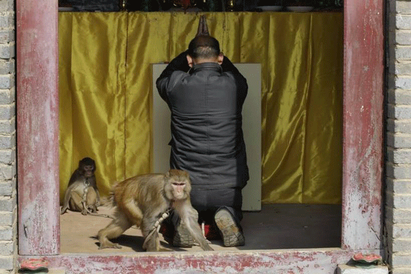 纽时：中国耍猴艺人希望在猴年得到理解和尊重