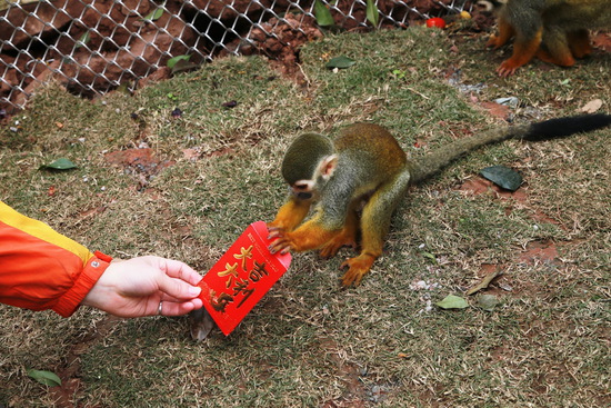 重庆动物园饲养员给猴子发"美食红包"遭争抢(图)