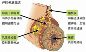 科学家在人身上发现了“第二个大脑”(图)