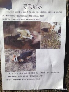 老板1.2万买柯基犬 被工人打死吃肉(图)