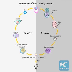 中国科学家培育出人工精子 或给不育男士带来福音