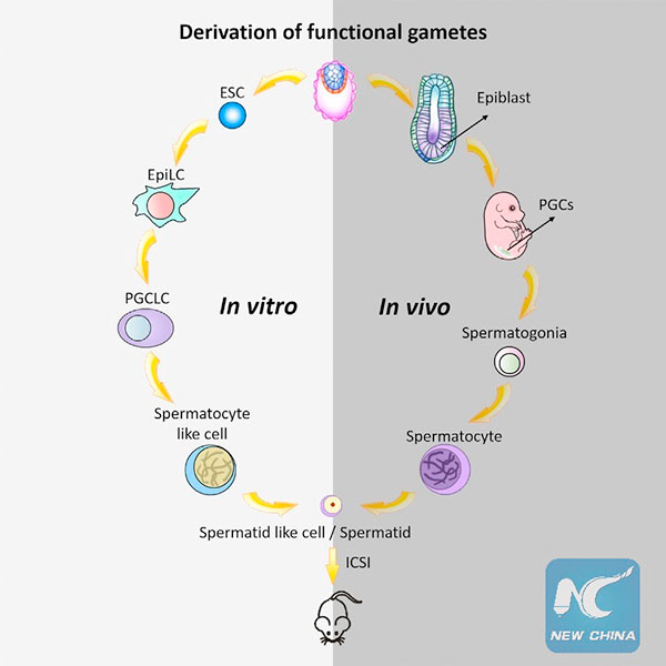 中国科学家培育出人工精子 或给不育男士带来福音