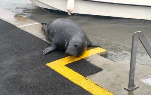 爱尔兰饥饿海豹游上岸讨吃 驱赶也不肯离开