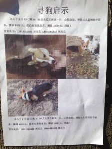 老板1.2万买名犬 带厂里玩被工人打死吃肉(图)