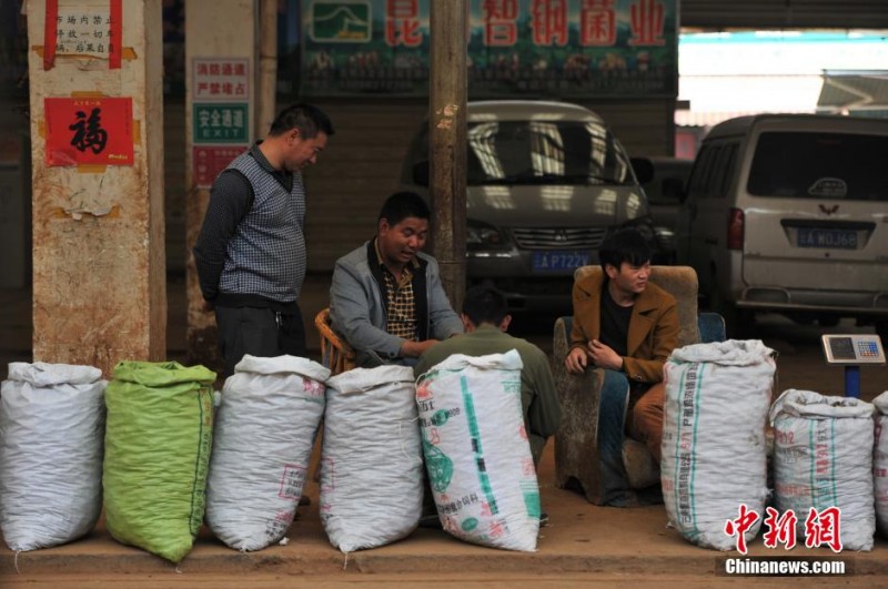 天价“植物伟哥”玛卡大跌价 卖出白菜价(组图)